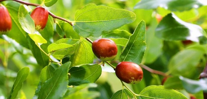 Les bienfaits de la feuille de sidr